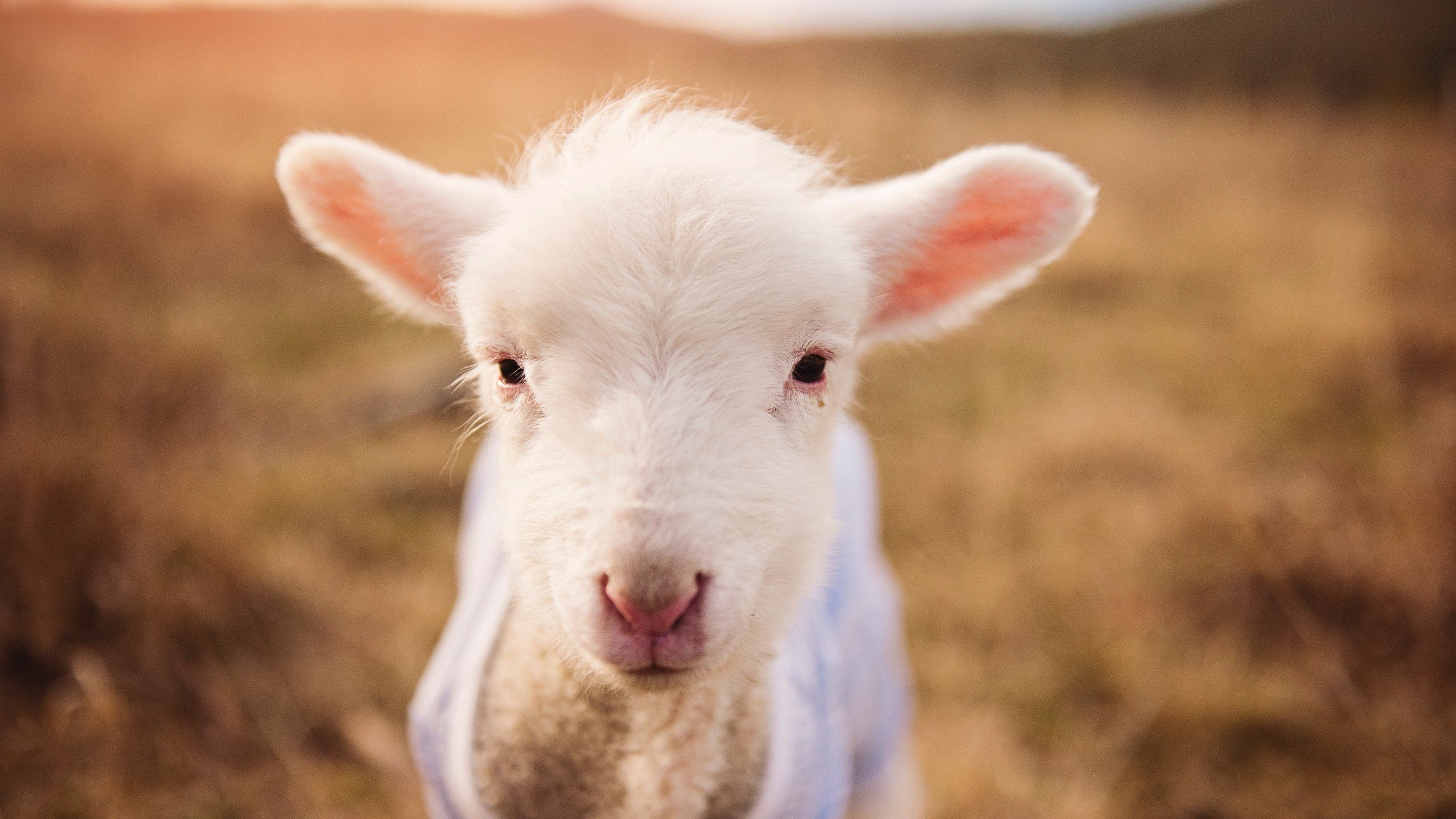 绝杀启示录,石宇奇一球定乾坤与中国队唯一性的胜利