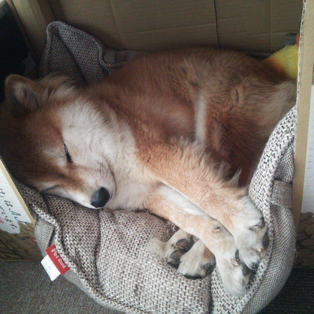 惊天逆转!法国队绝境翻盘日本,桃田贤斗一锤定音