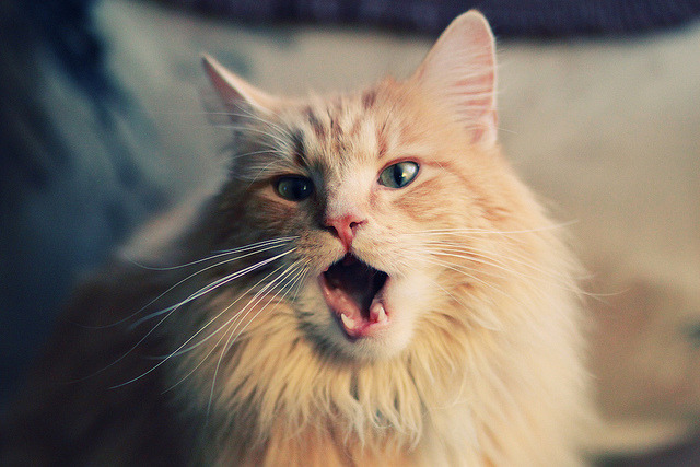 火箭新引擎轰鸣！霍勒迪炽热状态引领休城完胜广州队