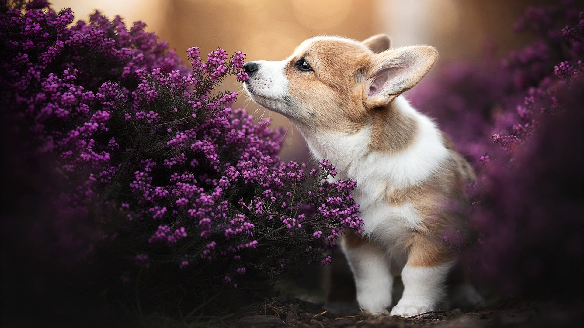 羽球巅峰战!戴资颖压轴制胜,印度队3-2险胜丹麦队