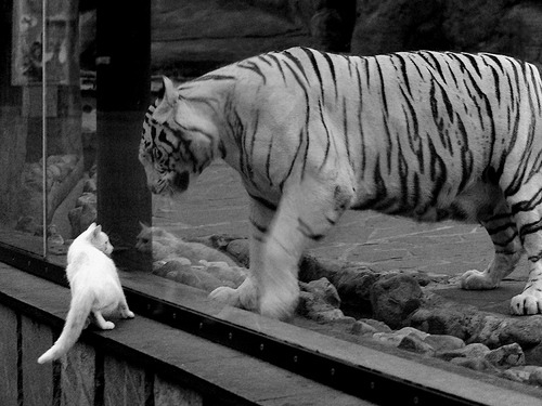 绿茵教科书之夜,当意甲焦点战与小贾伦式防守艺术跨界共鸣