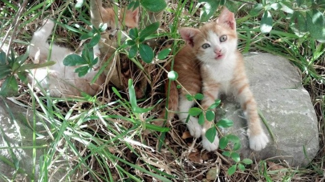 跨联赛对决,英格拉姆稳定输出不掉线,步行者强行终结广东队