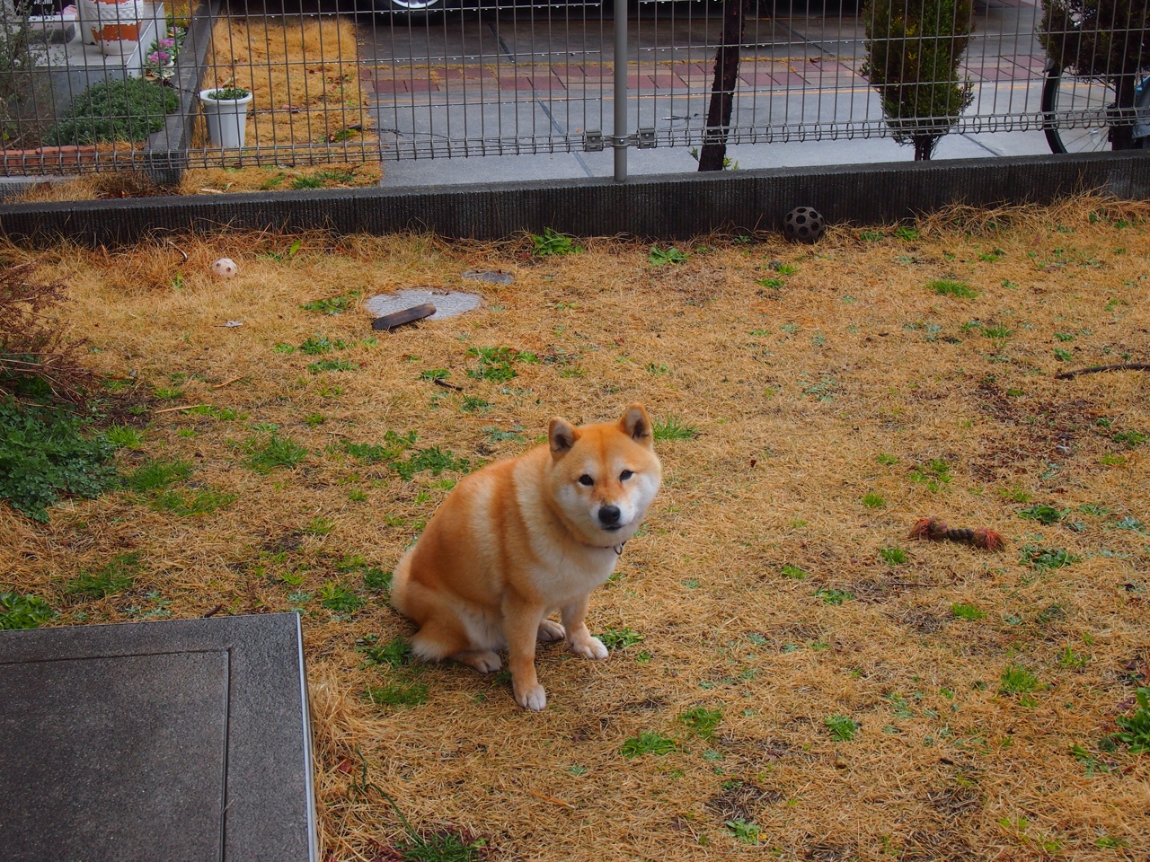 横跨欧亚的征服夜,当CBA铁军与意甲神射同时按下主宰键