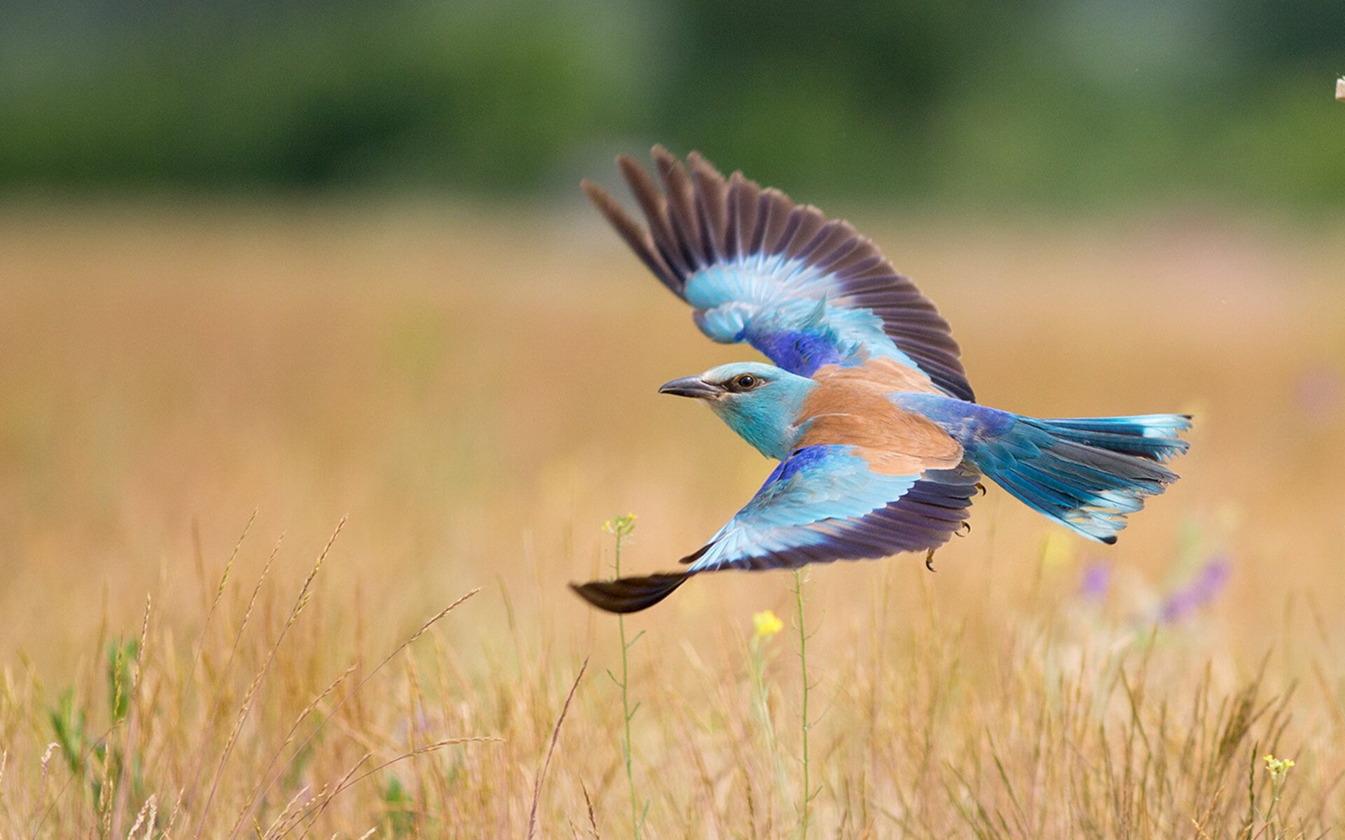 绿茵西决，伊拉克稳字诀锁死尼斯，战术纪律演绎另类生死战哲学