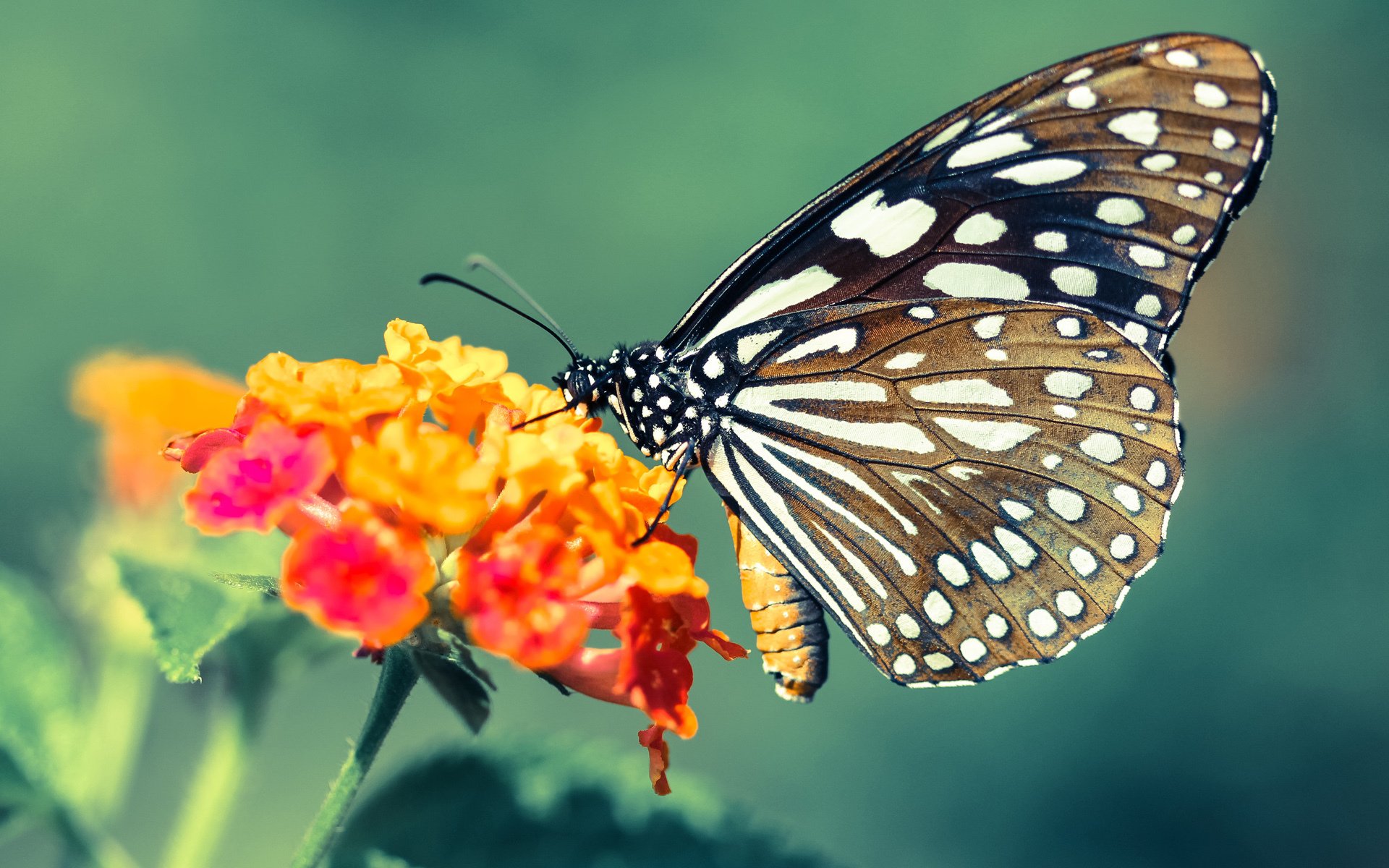 跨维主宰,当北欧德比变身东决战场,内马尔用桑巴魔法接管比赛