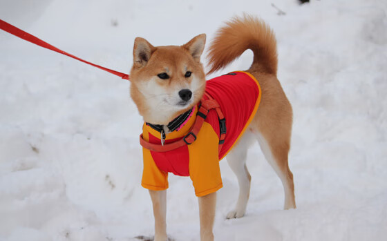 速度与激情的双重奏,F1新纪元揭幕战火星四溅,猛龙三分雨浇灭勇士反扑焰火