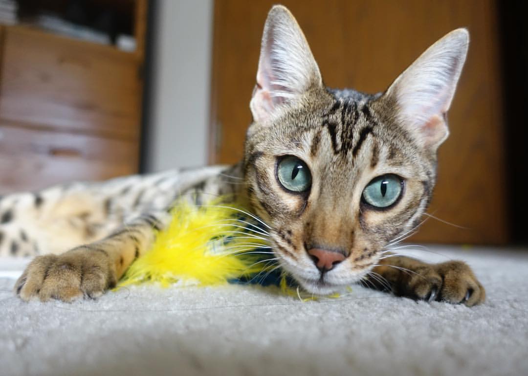 巨星闪耀与铁血突围，浓眉满分之夜与尼克斯的钢铁意志