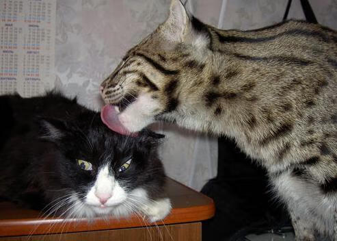 关外铁骑踏破江南水师—辽宁季后赛掀翻浙江的篮球地理学