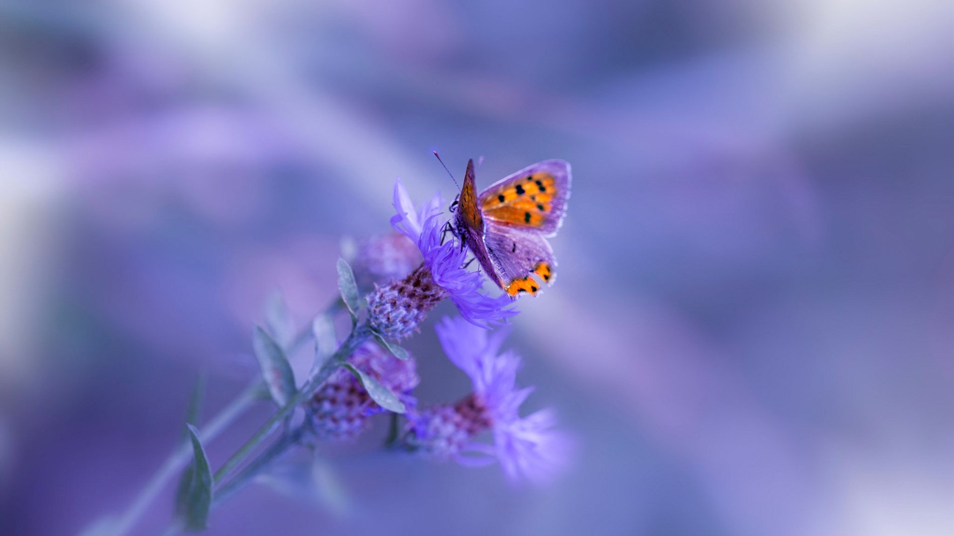 大场面基因，从CBA季后赛到欧冠淘汰赛的唯一性验证