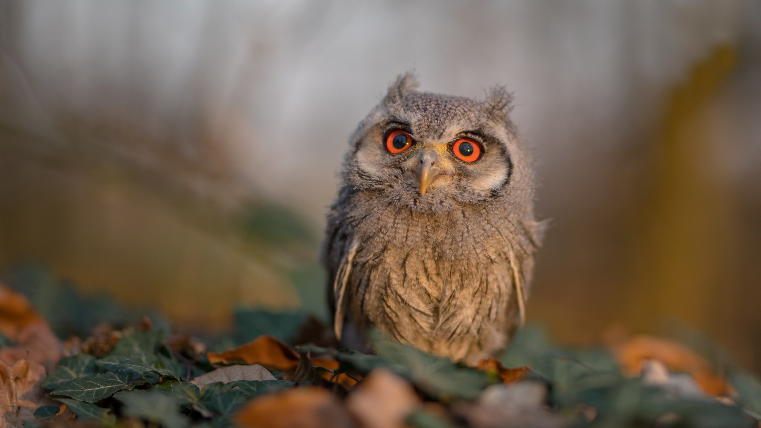 峡谷新王诞生，英格拉姆午时已到击溃卫冕冠军