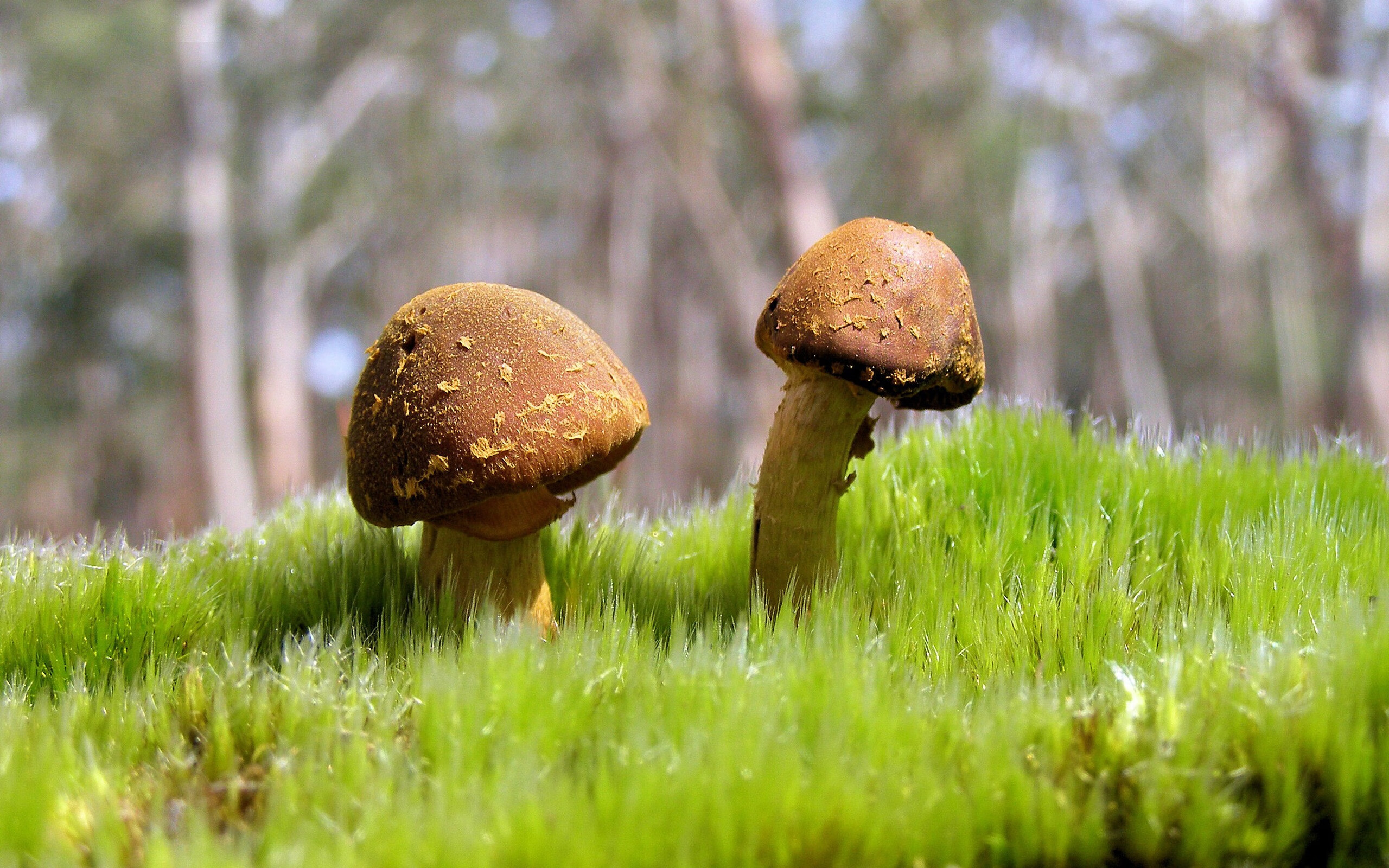 蝉翼之勇，当奥运周期的钟声响起，黄蜂突破烈火的试炼